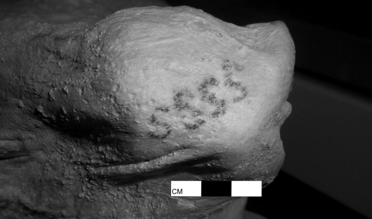 Βρέθηκαν τα αρχαιότερα τατουάζ: Είναι σε αιγυπτιακές μούμιες ηλικίας 5.000 ετών (Photos) - Media