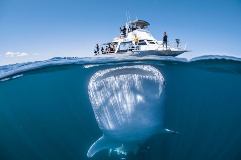 Η φωτογραφία είναι αληθινή: Γιγαντιαίος φαλαινοκαρχαρίας «αιχμαλωτίζεται» κάτω από ένα σκάφος (Photos)  - Media