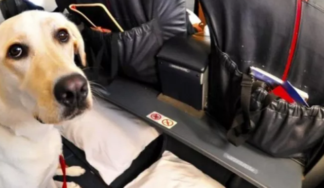 Πέθανε σκύλος σε αεροπλάνο: Η αεροσυνοδός είχε απαιτήσει να τον βάλουν στο ντουλαπάκι χειραποσκευών - Media
