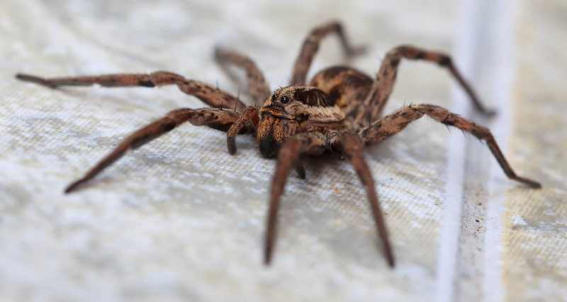 Το «τέρας» χτύπησε: Τεράστια αράχνη καταβροχθίζει ολόκληρη σαύρα (Photos, σκληρές εικόνες) - Media
