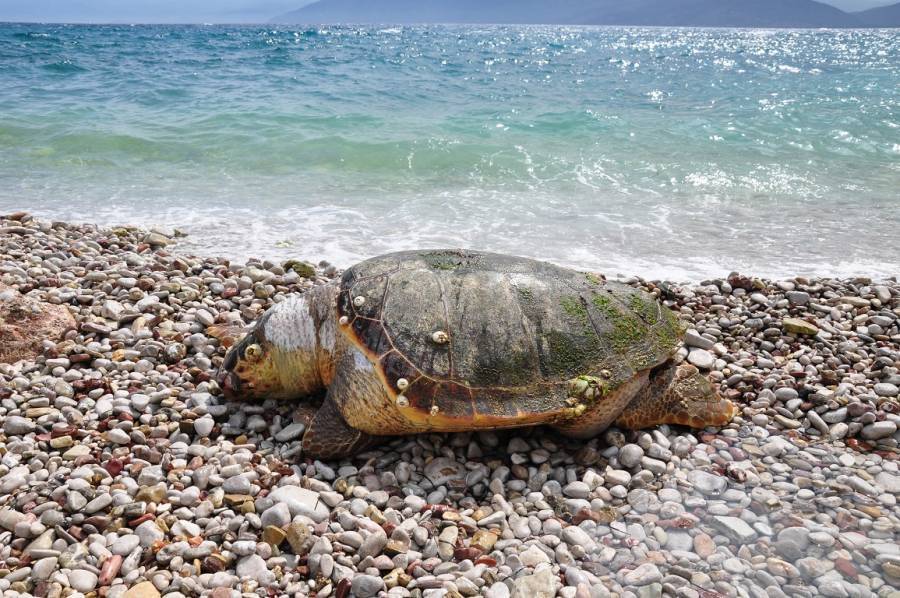 Δεύτερη χελώνα Καρέτα - Καρέτα βρέθηκε νεκρή σε διάστημα δύο ημερών - Media