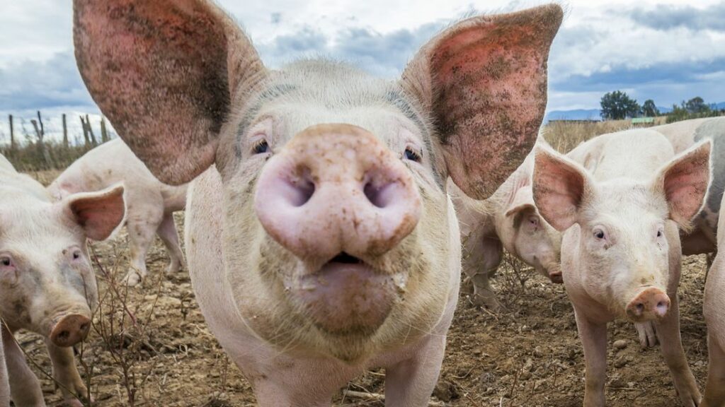 Τύφλα να ‘χει ο Φρανκενστάιν: Αποκεφάλισαν γουρούνια για πείραμα - Κατάφεραν να διατηρήσουν ζωντανούς τους εγκεφάλους για 36 ώρες - Media