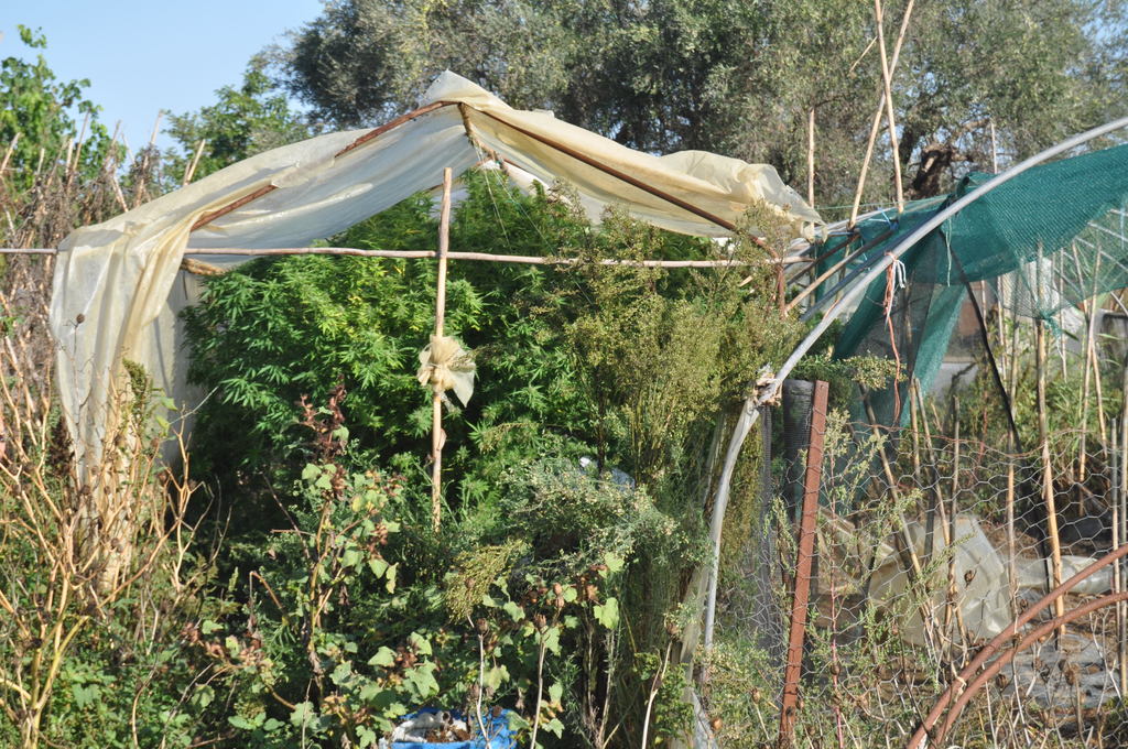 Πέλλα: Μετέτρεψε τον κήπο του σε θερμοκήπιο χασίς  - Media