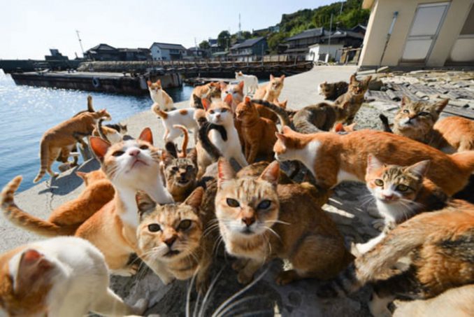 Σε αυτό το νησί της Ιαπωνίας οι γάτες είναι περισσότερες από τους κατοίκους (Photos) - Media
