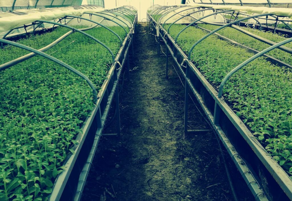 Στέβια: Έλληνας νεαρός καλλιεργητής μιλά για το φυτό «θαύμα» και προτείνει να καλλιεργηθεί παντού - «Θα απογειώσει τον πρωτογενή τομέα» (Photos) - Media