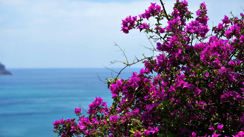 Ανοιξιάτικος ο καιρός με ηλιοφάνεια - Media