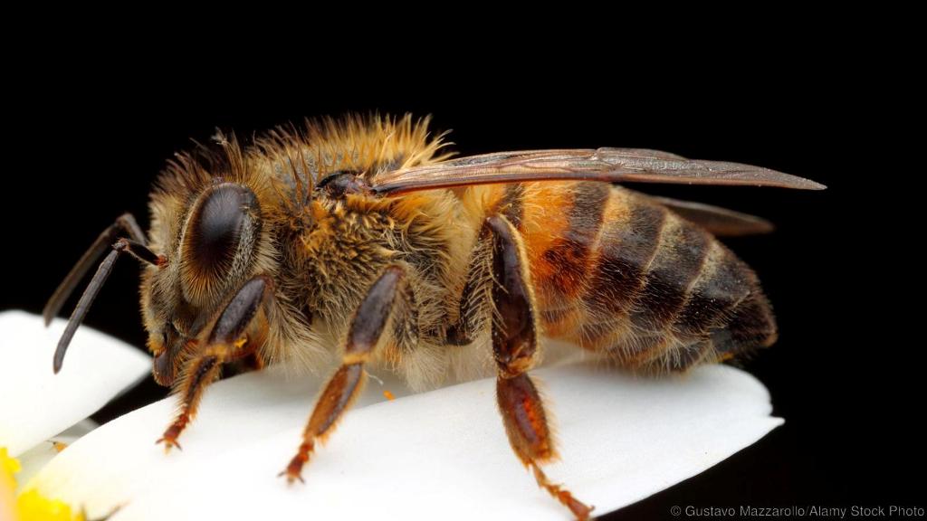 Ηράκλειο: Tην τσίμπησε μέλισσα στη γλώσσα - Media