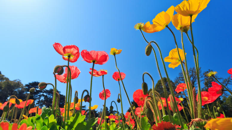 Αίθριος ο καιρός με πρόσκαιρες νεφώσεις - Media