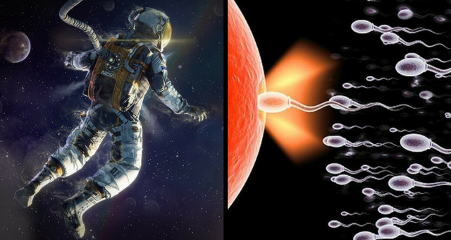 Έρευνα της NASA: Πως κινείται το σπέρμα στο διάστημα; Μπορεί να γονιμοποιήσει ωάριο; - Media