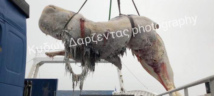 Σαντορίνη: Τριάντα κιλά πλαστικές σακούλες βρήκαν στο στομάχι της φάλαινας που ξέβρασε η θάλασσα (Photo)  - Media