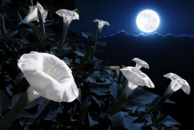 Οι Κινέζοι θα φυτέψουν πατάτες και λουλούδια στη Σελήνη - Σε ειδικό δοχείο με νερό και κάμερα - Media