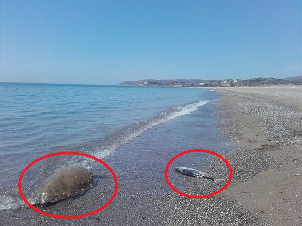 Καταγγελία για μαζική θανάτωση ψαριών στη Χίο από άσκηση του στρατού (Video) - Media