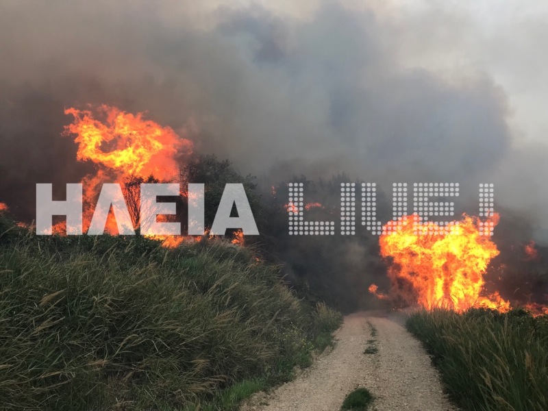Άρχισαν τα ...όργανα: Μεγάλη πυρκαγιά στην Ηλεία – Ισχυροί άνεμοι  - Media