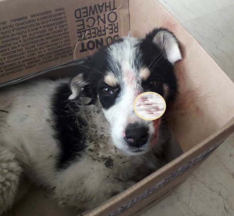 Νέα κακοποίηση ζώου: Χτύπησε με λοστό κουτάβι στο κεφάλι (Photo) - Media