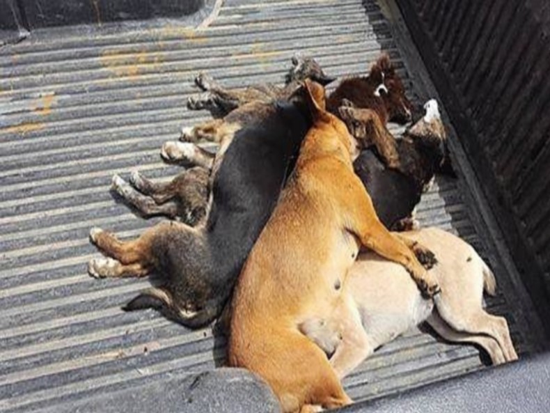 Κρήτη: Απίστευτη κτηνωδία στη Μυρτιά - Δηλητηρίασαν δεκάδες ζώα - Media