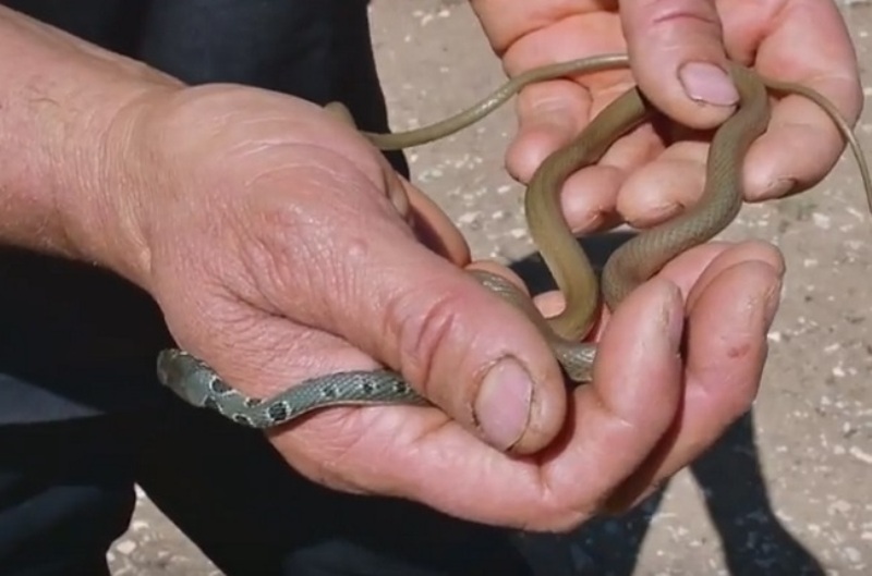 Ναύπλιο: Αυτό είναι το πιο γρήγορο φίδι στην Ελλάδα – Η στιγμή που το πιάνει στα χέρια του (Video) - Media