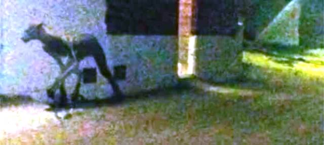 UFOmania: Πανικός από τεράστιο πλάσμα που επιτέθηκε σε σκυλιά (Video) - Media