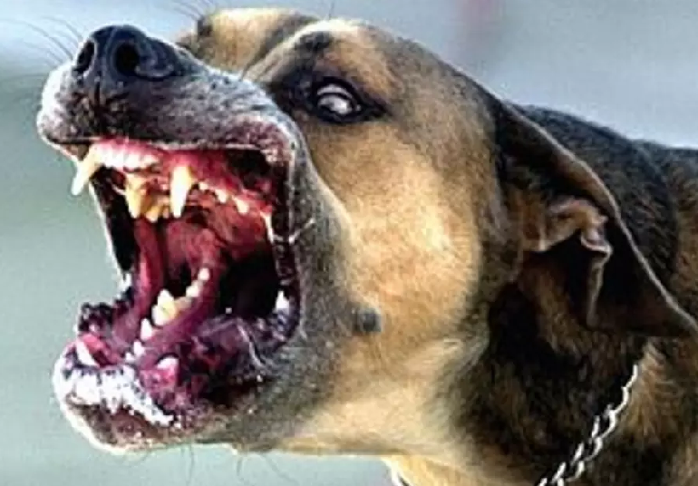 Παραφροσύνη: Ομοιοπαθητικός έδωσε σε παιδί χάπι με σάλιο λυσσασμένου σκύλου - Media