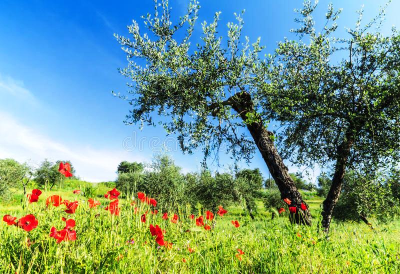 Τριαντάρια χτυπά και σήμερα η θερμοκρασία  - Media