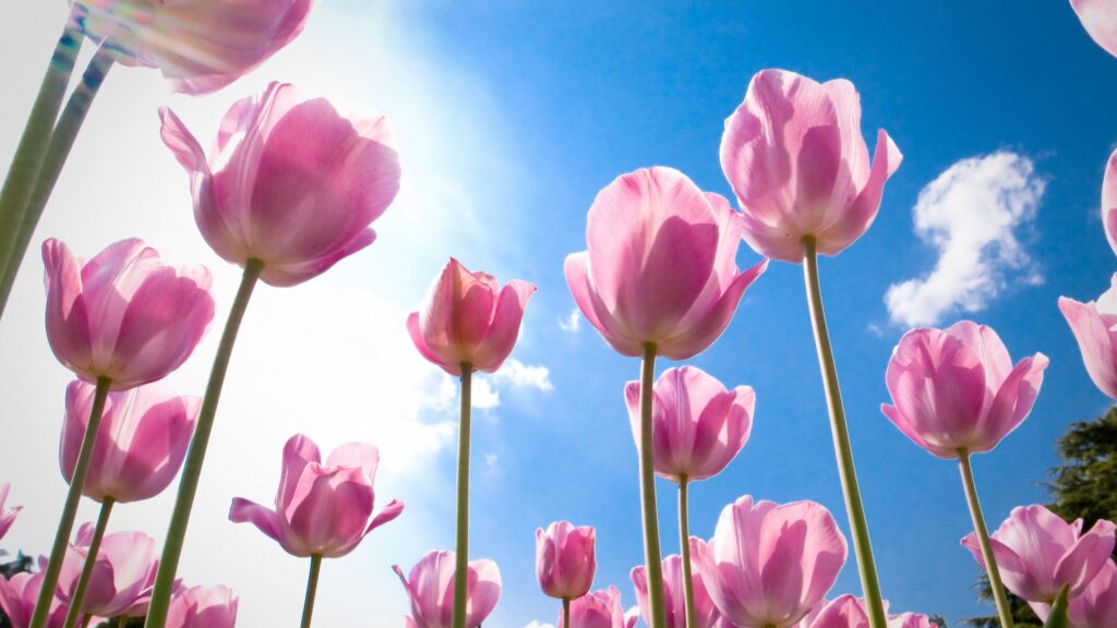 «Άρωμα» Καλοκαιριού: Στους 26 βαθμούς η θερμοκρασία - Media