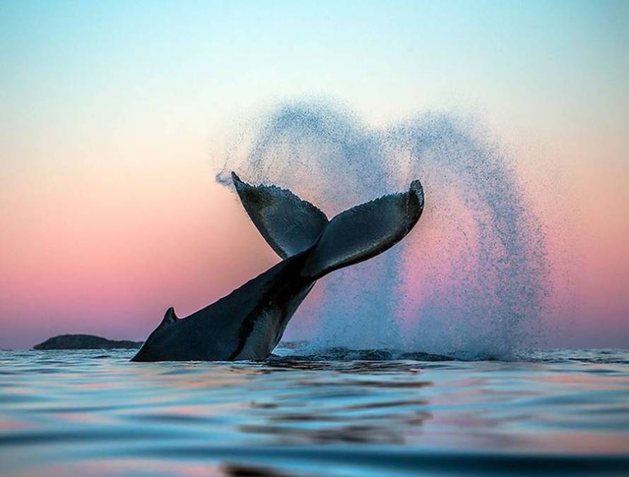 Ο «Louis Armstrong» των ωκεανών: Φάλαινες τραγουδούν jazz για να προσελκύσουν το ταίρι τους (Photos) - Media
