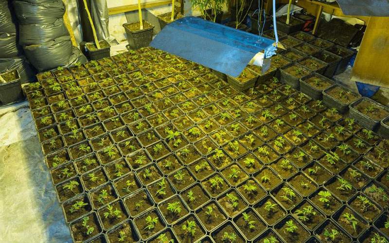 Καλλιεργούσαν χασίς σε κήπους πολυτελών επαύλεων στην Αττική (Photos & Video) - Media