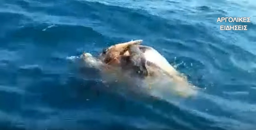 Σπάνιο βίντεο: Σάστισαν οι βαρκάρηδες όταν είδαν λίγα μέτρα μακριά χελώνες να αναπαράγονται - Media