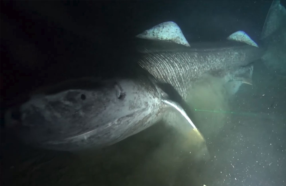 Η τρομακτική όψη του σκιώδη καρχαρία Γροιλανδίας - Ζει μέχρι 500 χρόνια και ξέρουμε ελάχιστα γι’ αυτόν (Video) - Media