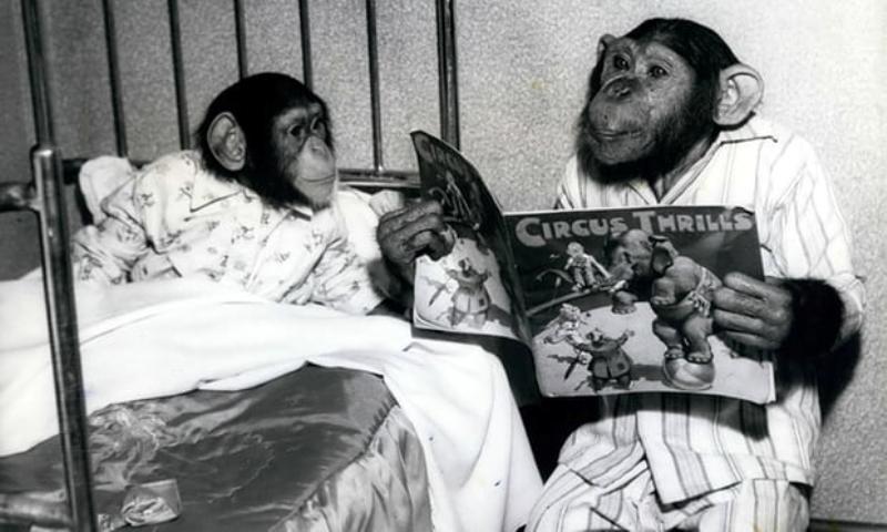 Πώς τα κρεβάτια σας είναι πιο βρώμικα από τις φωλιές των χιμπατζήδων - Media