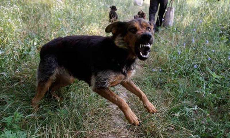 Αγέλη άγριων σκύλων κατασπάραξε 3 μικρά παιδιά - Έξαλλοι χωρικοί σκοτώσαν 13 ζώα για εκδίκηση - Media