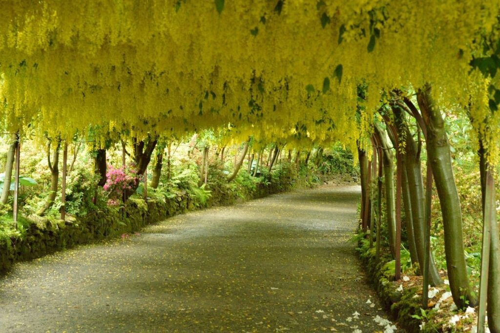 Παραμυθένια «Χρυσή βροχή» σε κήπο στην Ουαλία «δίνουν» αυτά τα λουλούδια (Photos) - Media