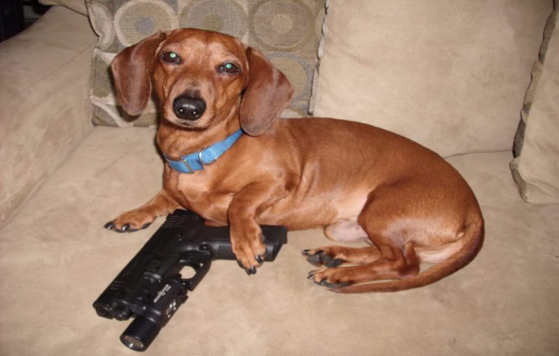 Πλέον στις ΗΠΑ οπλοφορούν και τα... ζώα: Σκύλος πυροβολεί άνθρωπο - Media