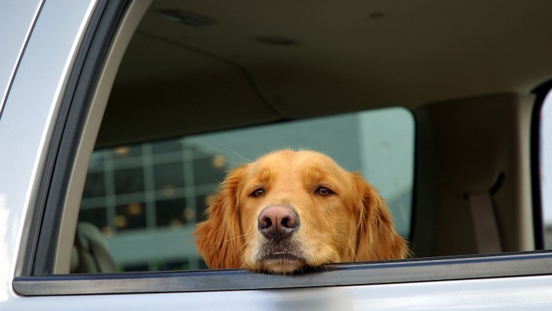 Η επική επιγραφή για σκύλο μέσα σε αυτοκίνητο (Photo) - Media