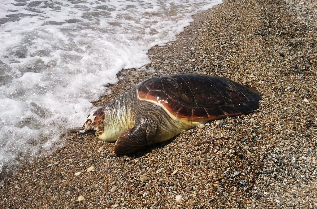 Νεκρές καρέτα-καρέτα σε Γιάλοβα και Παντάνασα Λακωνίας - Media