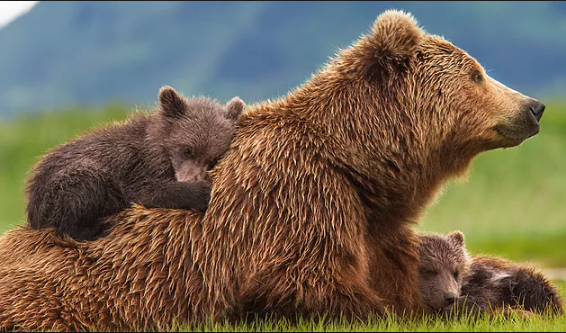 Αρκούδα με τα δυο μωρά της εγκαταστάθηκε σε... σπίτι (Video) - Media