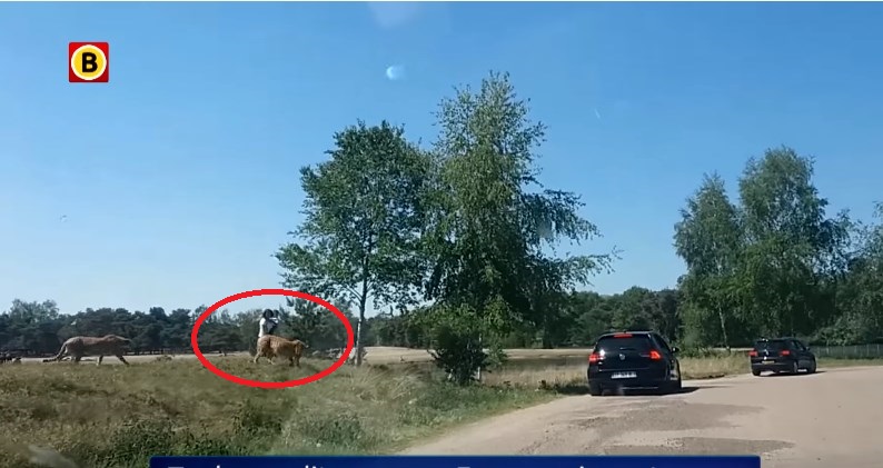Ανεύθυνοι Γάλλοι τουρίστες βγήκαν από το ΙΧ τους σε ζωολογικό κήπο - Καταδιώχτηκαν από τσίταχ! (Video) - Media