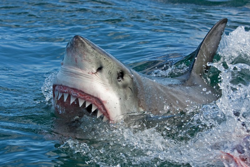 Ο μεγάλος καρχαρίας τρώει... τον μικρό - Απίστευτο βίντεο (Video) - Media