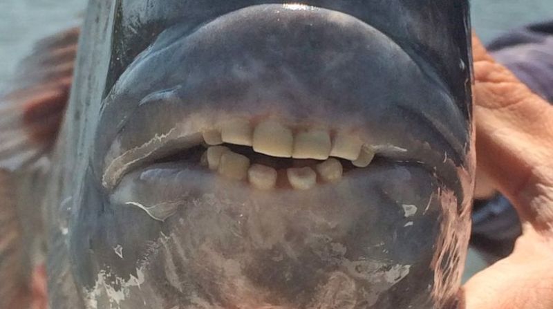 Βγαλμένο από εφιάλτη...: Το ψάρι με τα ανθρώπινα δόντια (Photos) - Media
