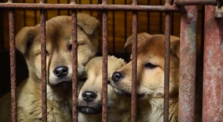Απαγορεύθηκε η σφαγή σκύλων για το κρέας τους στη Νότια Κορέα - Media