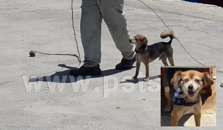 Αυτός είναι ο Πασκουάλε, ο σκύλος-καβοδέτης που έχει τρελάνει τους επισκέπτες στο λιμάνι της Μυκόνου! (Video) - Media