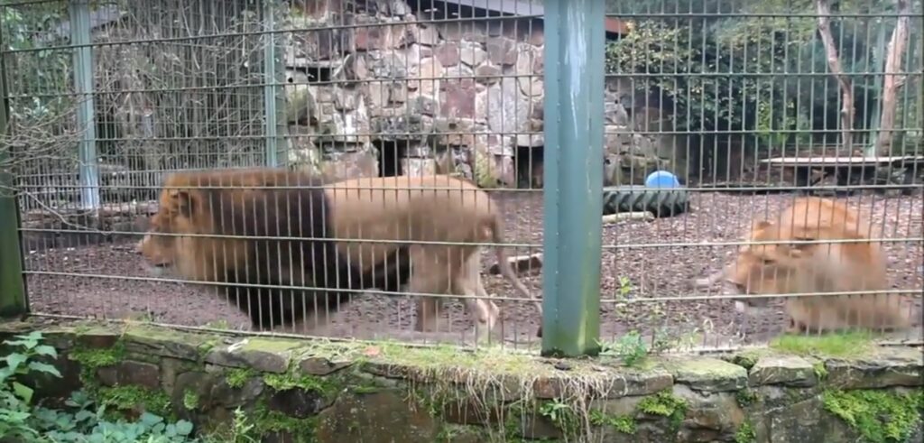 Γερμανία: Λιοντάρια, τίγρεις, ιαγουάρος και αρκούδα έφυγαν από ζωολογικό κήπο - Προειδοποίηση στους κατοίκους (Video) - Media