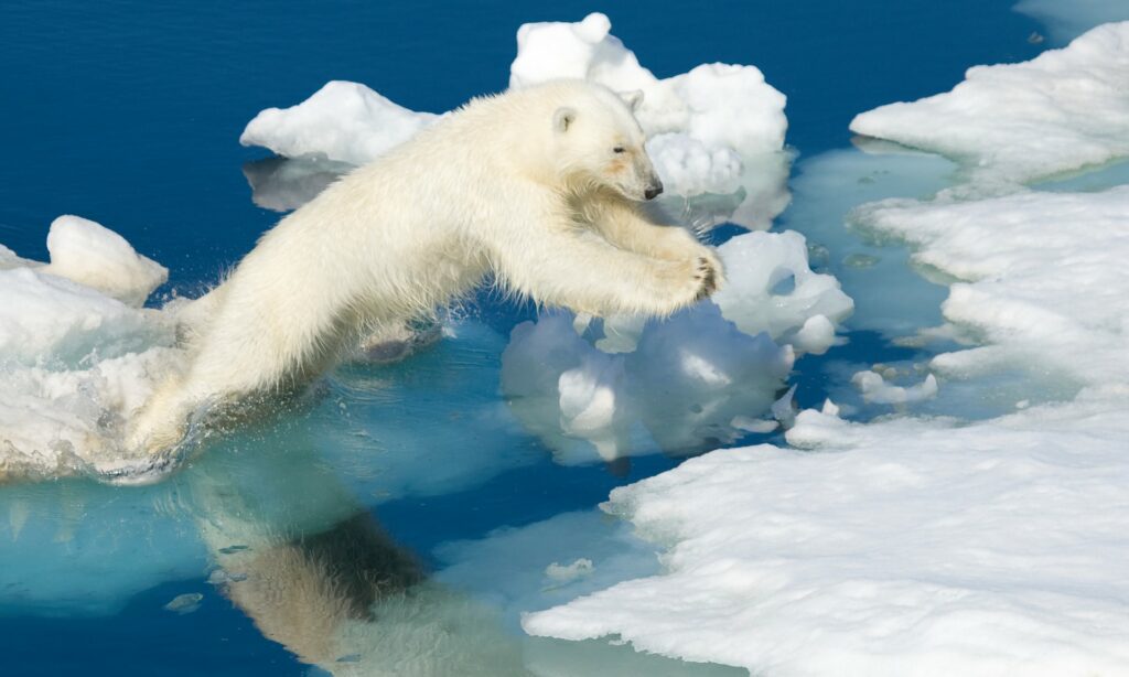 Σήμα sos από την Ανταρκτική:  Χάνει 219 δισ. τόνους πάγου το χρόνο - Media