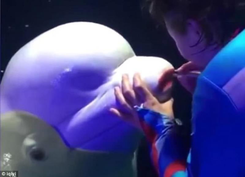 Γυναίκα - εκπαιδευτής βάζει κραγιόν σε φάλαινα μπελούγκα για να την «κάνει ομορφότερη» (Video)  - Media