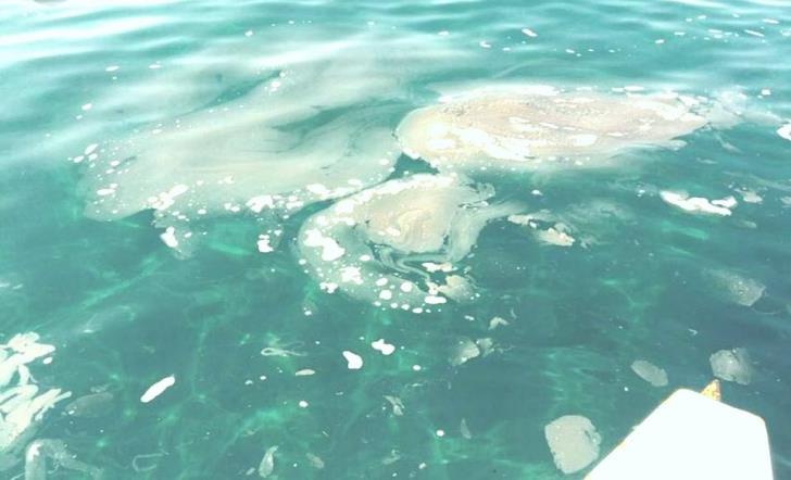 Οι παραλίες της Λεμεσού γέμισαν με κόπρανα!  - Media