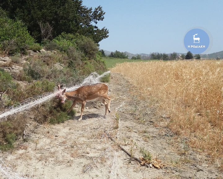 Σε εξέλιξη η έρευνα για τον μαρτυρικό θάνατο των ελαφιών (Photos) - Media