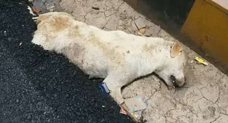 Τρομακτικό: Έριξαν άσφαλτο πάνω σε σκύλο που κοιμόταν - Φρικτό τέλος για το ζώο (Photos, Video, σκληρές εικόνες) - Media