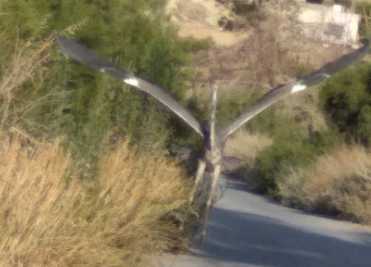 Κρήτη: Μυστήριο με πουλί που θύμιζε… Τζουράσικ Παρκ - Οι φωτογραφίες που αναστάτωσαν το διαδίκτυο (Photo)  - Media