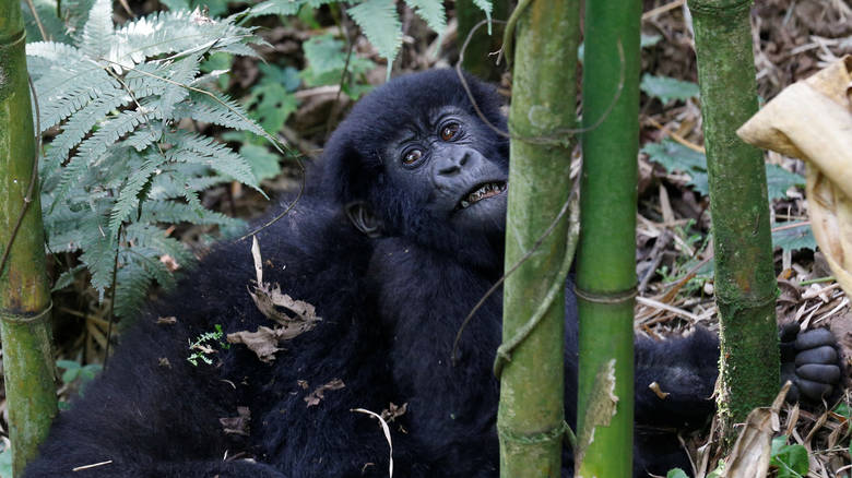 Σε τι ηλικία πέθανε η Κόκο, ο θηλυκός γορίλλας - Επικοινωνούσε με τη νοηματική - Media