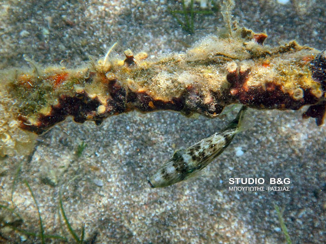 Εξωτικό γουρουνόψαρο βρέθηκε στο Ναύπλιο (Photos) - Media