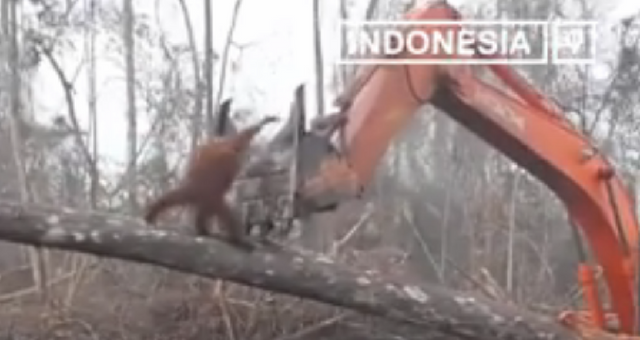 Συγκλονιστικό video: Ουρακοτάγκος μάχεται μπουλντόζα για να μην ξεριζώσει το δέντρο του - Media